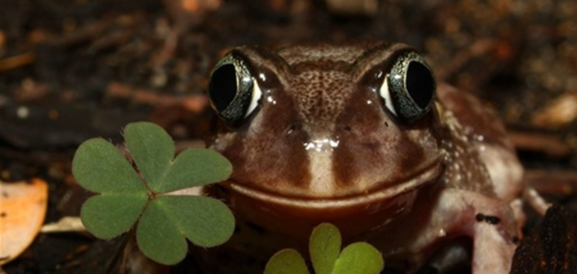 Кращі фото від National Geographic
