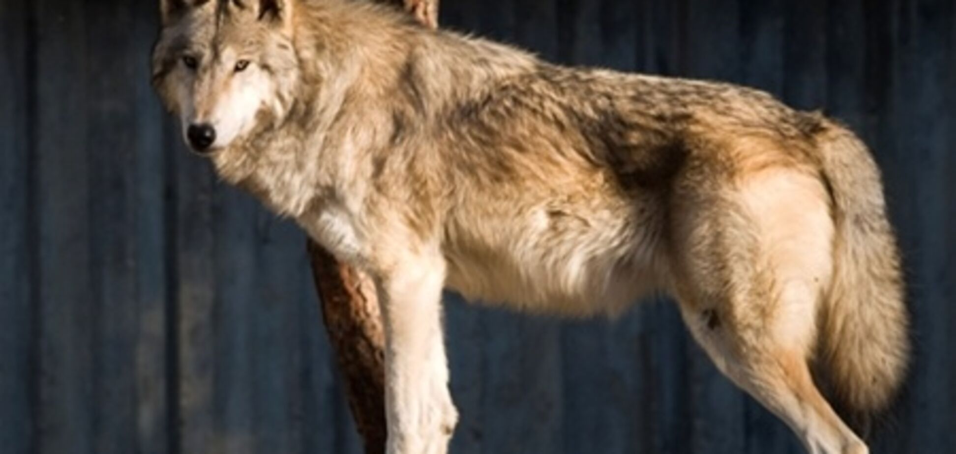 В Хакасии поначалу сбежавший из цирка волк вернулся к своей беременной подруге