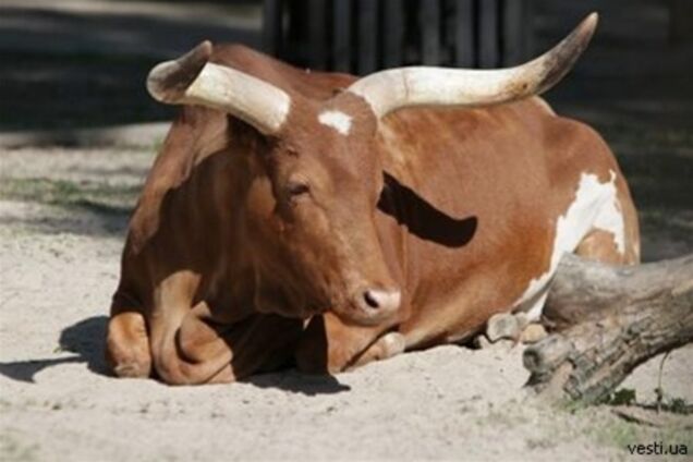 В столичном зверинце погибла экзотическая корова
