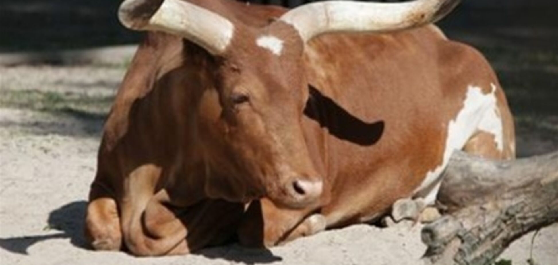 В столичном зверинце погибла экзотическая корова