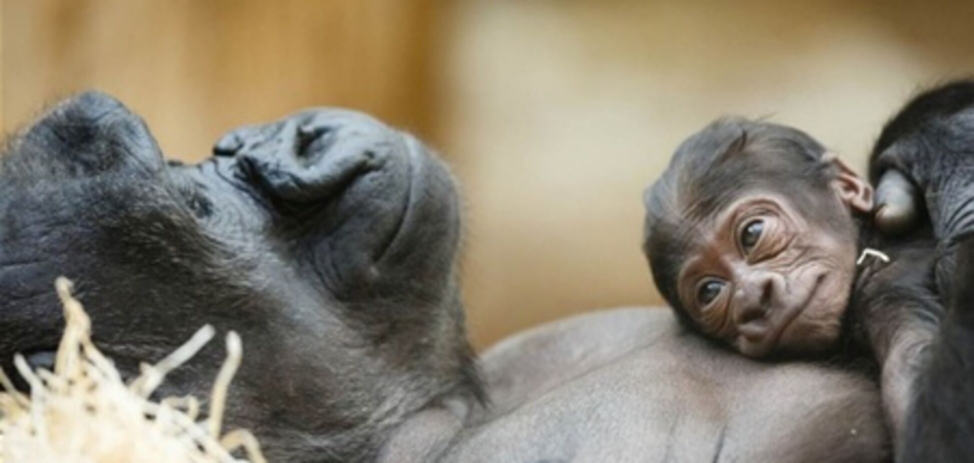 Тварини і їх дитинчата