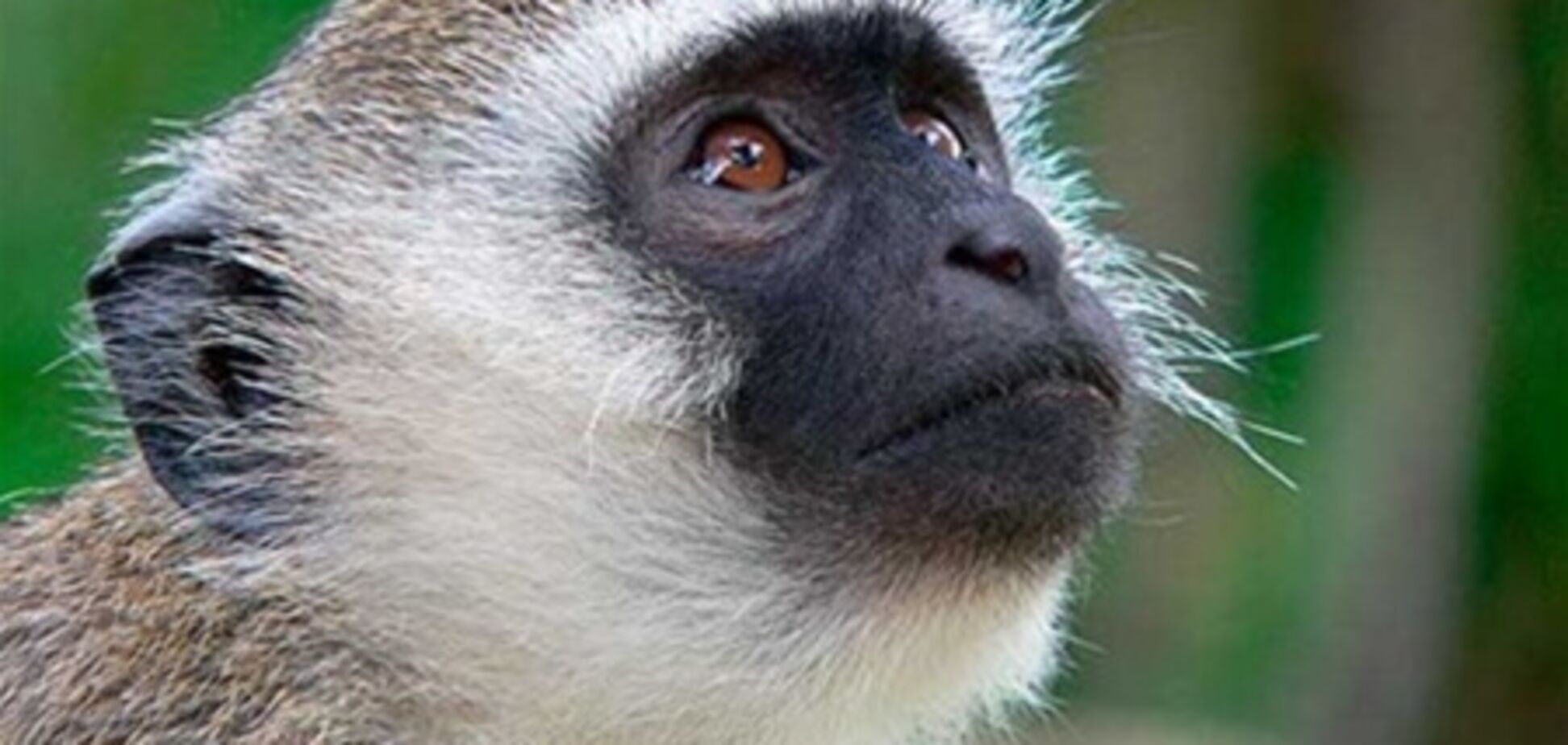 У Танзанії знайдені останки останнього предка мавп і людей