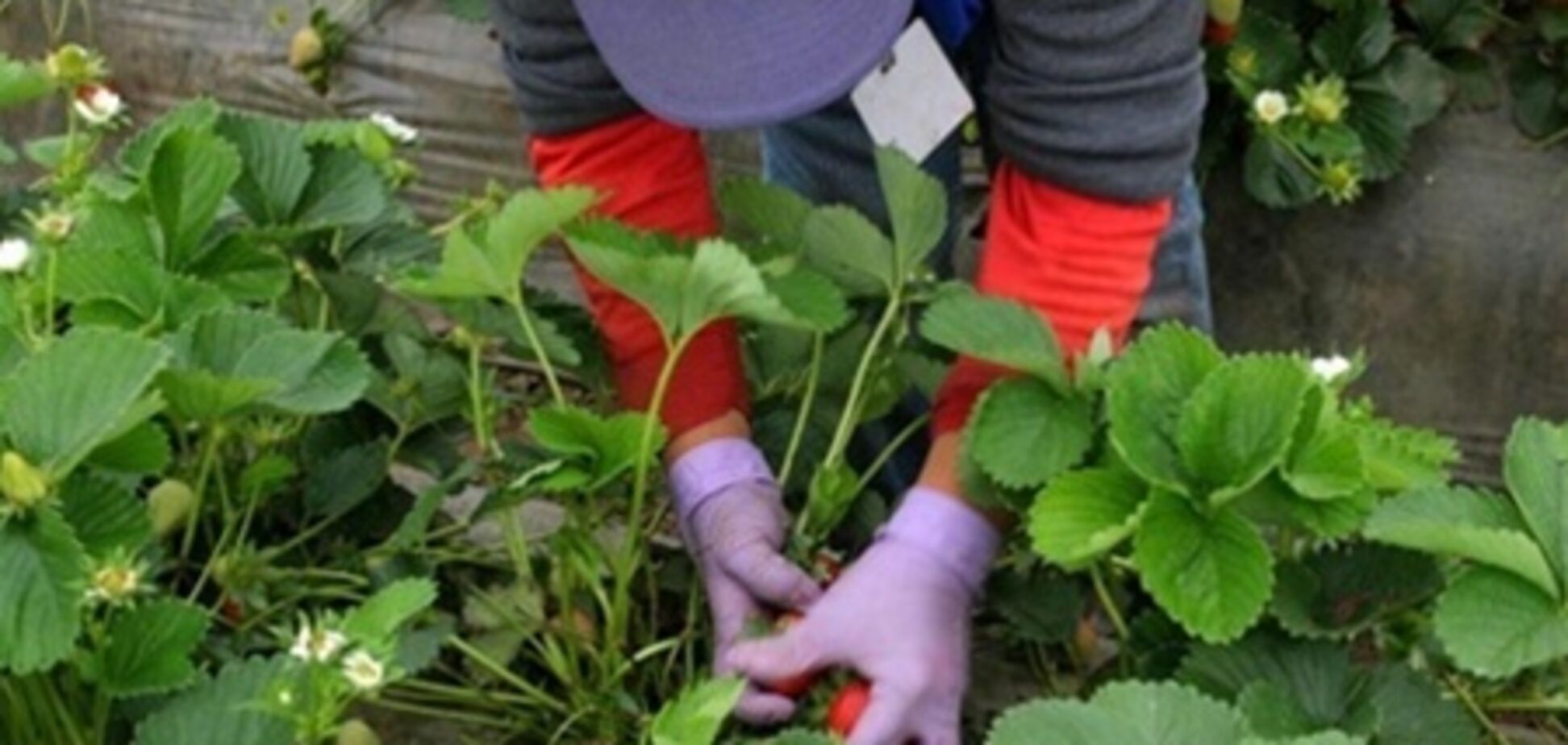 Великобритания заманивает украинцев клубничкой