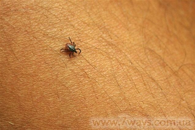 Кліщ-вбивця