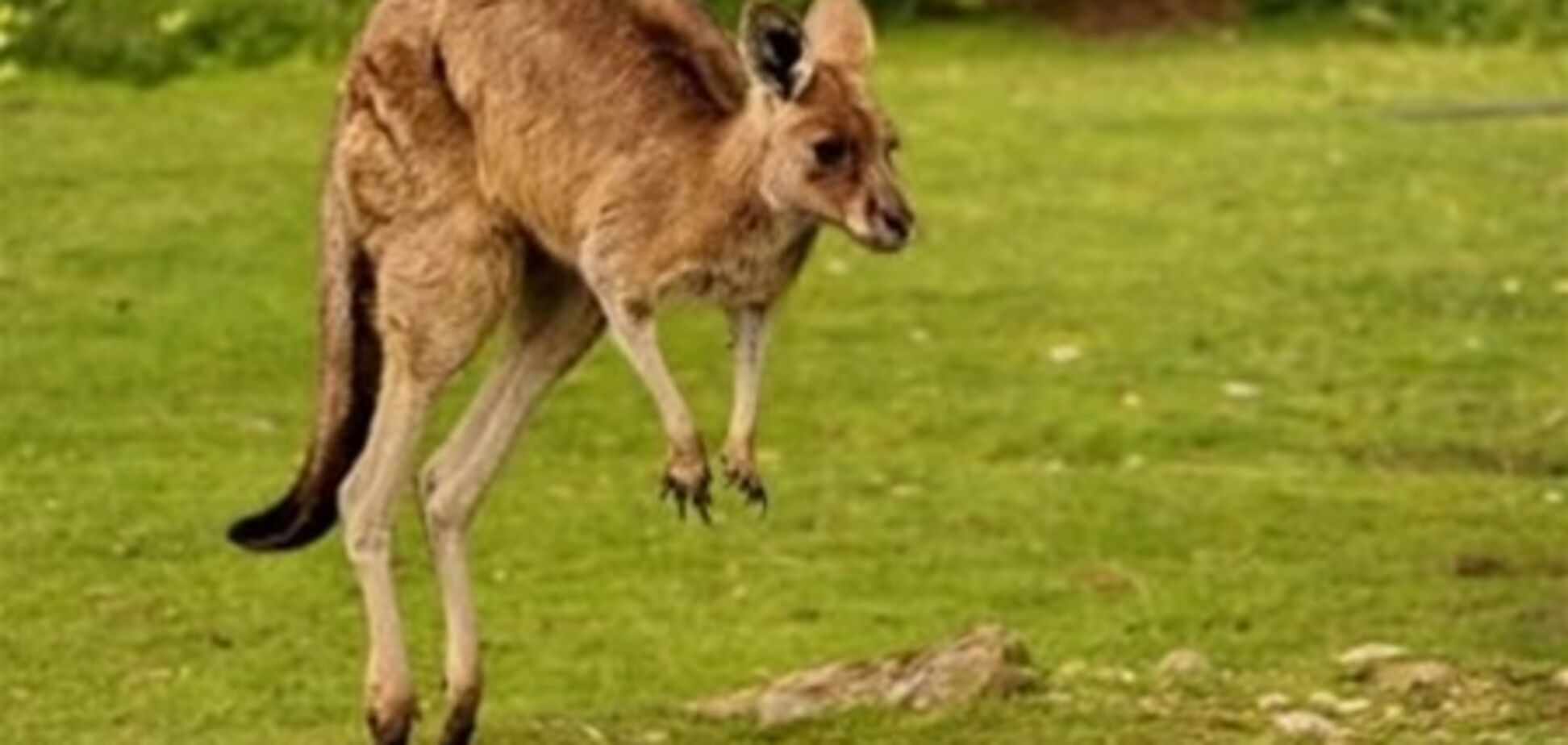 В Австралии кенгуру напал на депутата