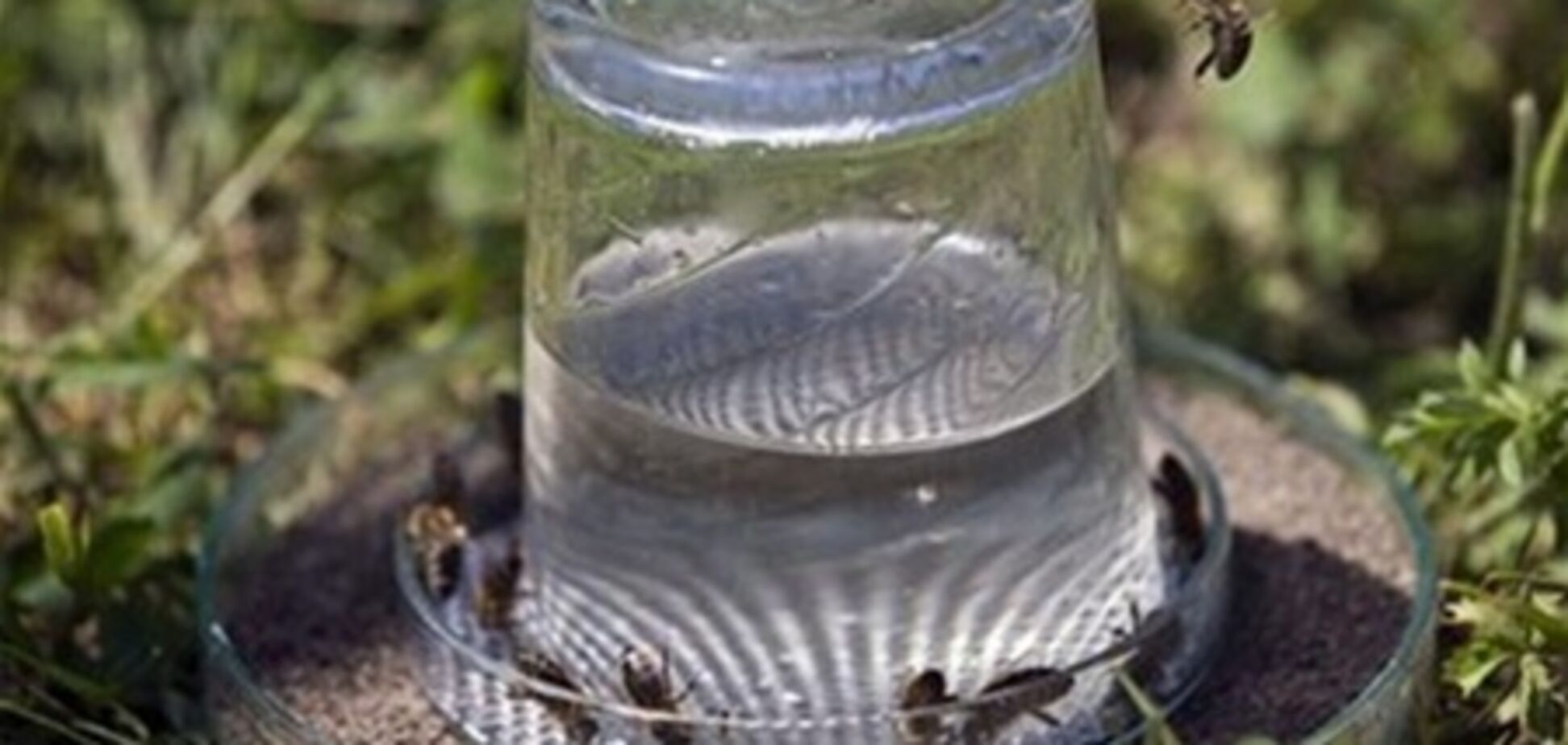 Хорватские ученые дрессируют пчел-саперов
