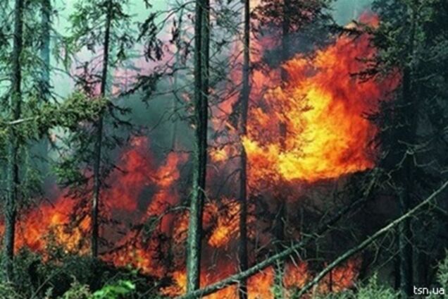 Крымские леса закрыли для посещения из-за высокой пожароопасности