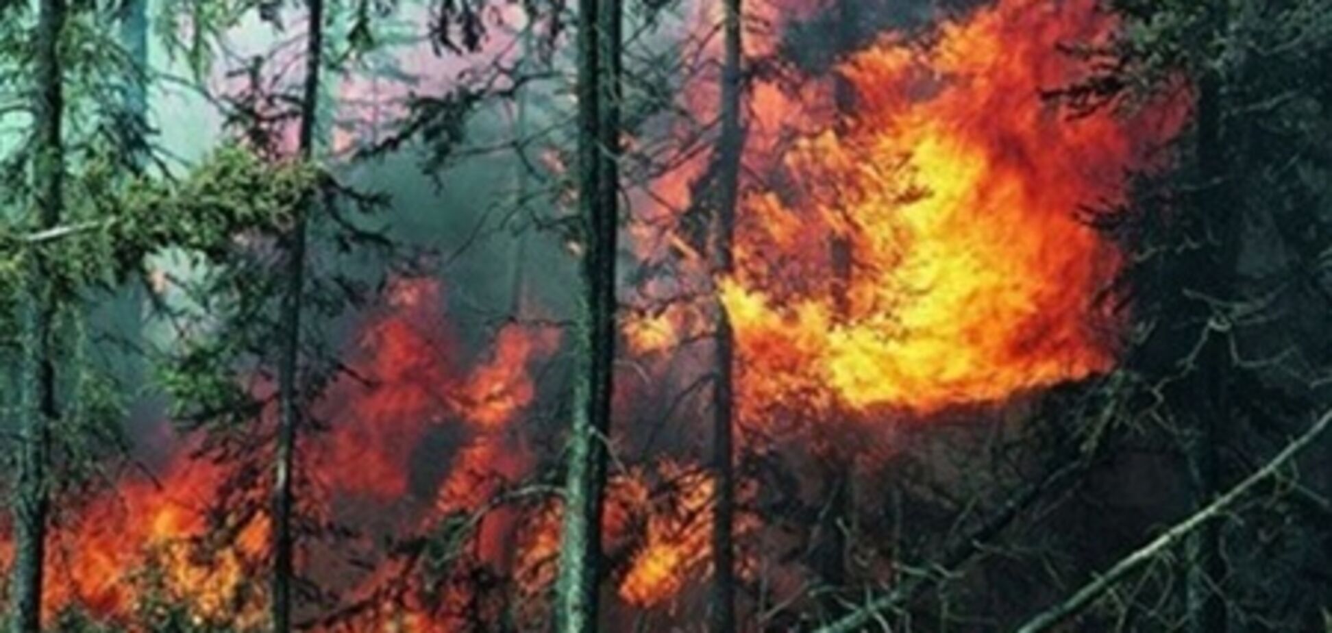 Кримські ліси закрили для відвідування через високу пожежонебезпеку