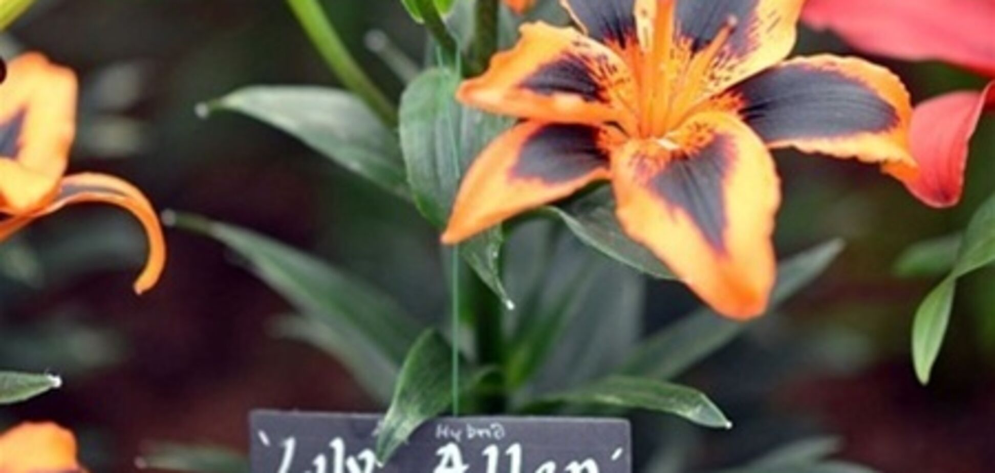 В честь Лили Аллен назван новый вид лилий