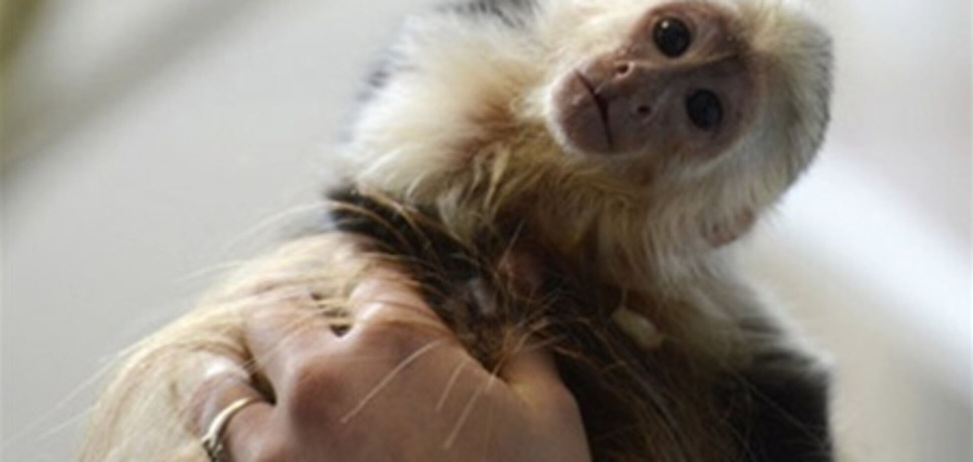 Германия оставила обезьянку Бибера себе