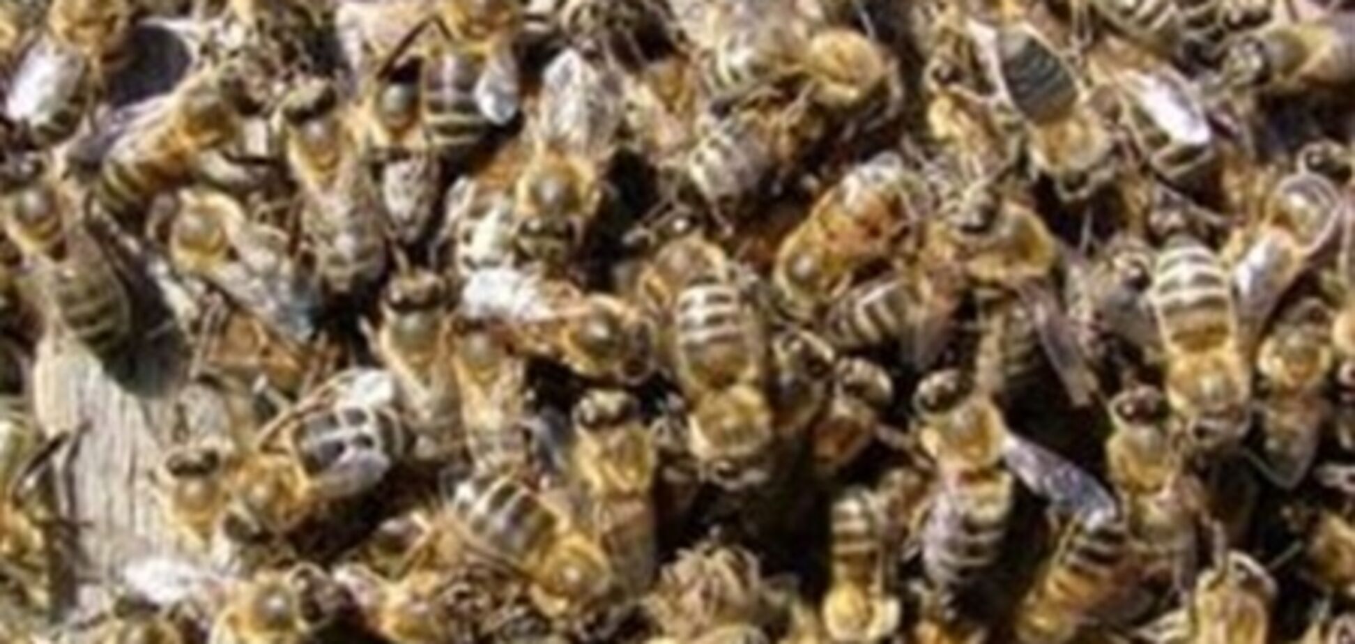 На Буковине пчелы убили мужчину