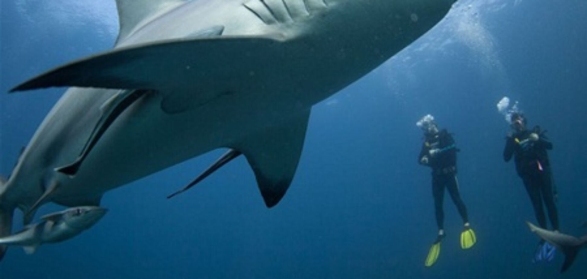 ЮАР: безумное кормление акул у берегов Порт-Элизабет