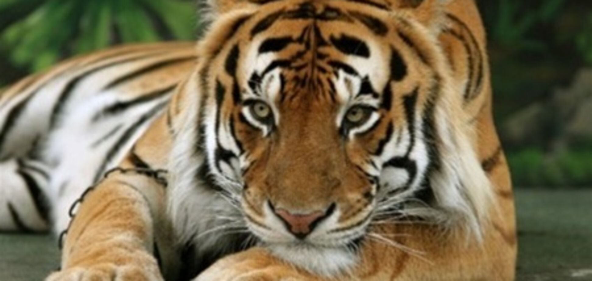 Во Флориде из желудка тигра вытащили комок шерсти в 2 кг