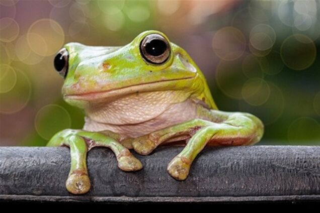 Царевны-лягушки