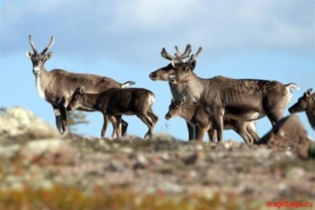 В России 650 северных  оленей погибли от  голода в питомнике