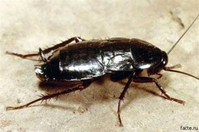 Тараканы научились избегать ядов