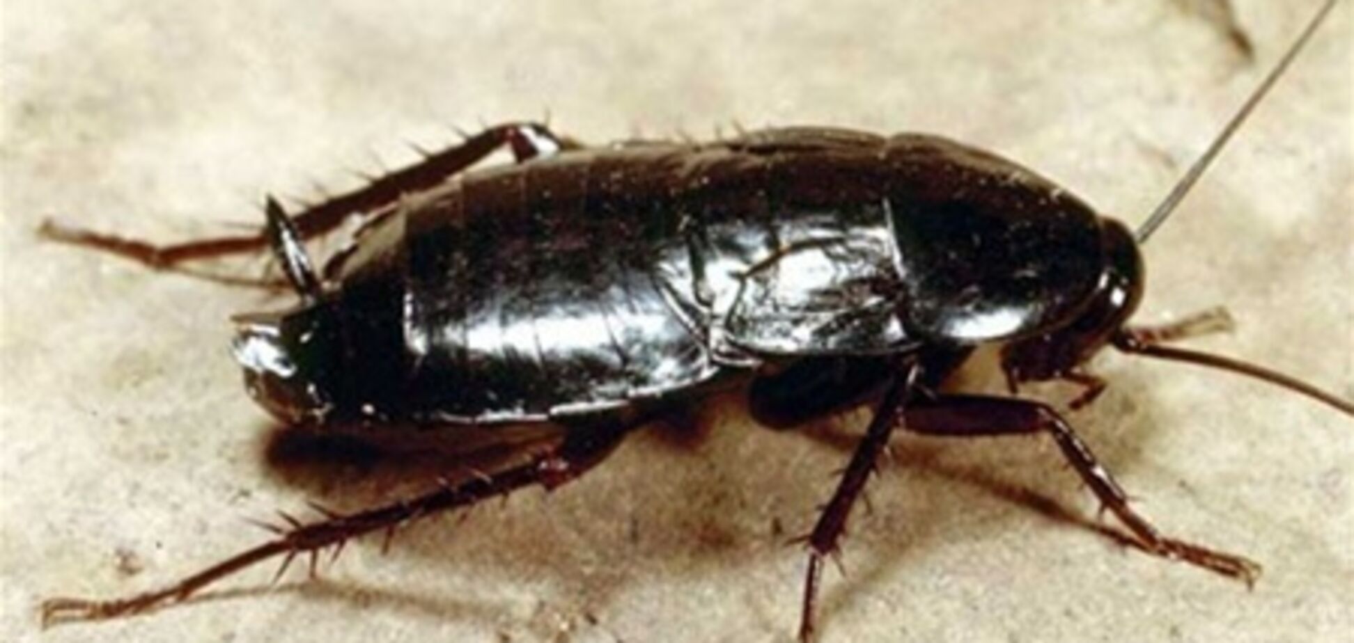 Тараканы научились избегать ядов