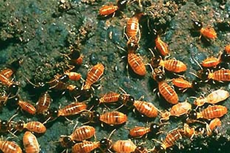 У США настав 'терміт-апокаліпсис'