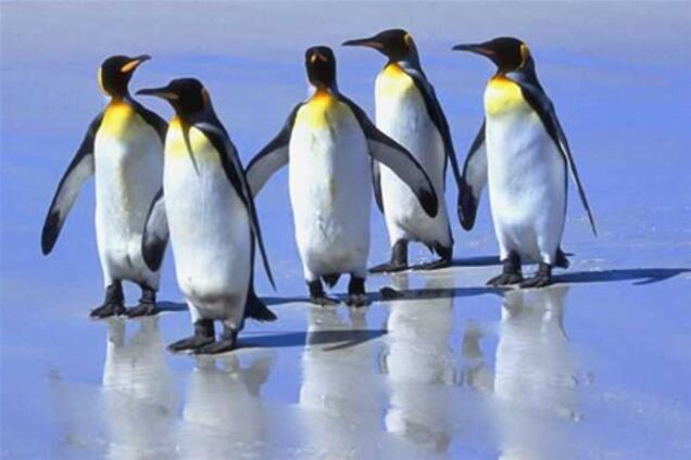 Ученые выяснили, почему пингвины не умеют летать
