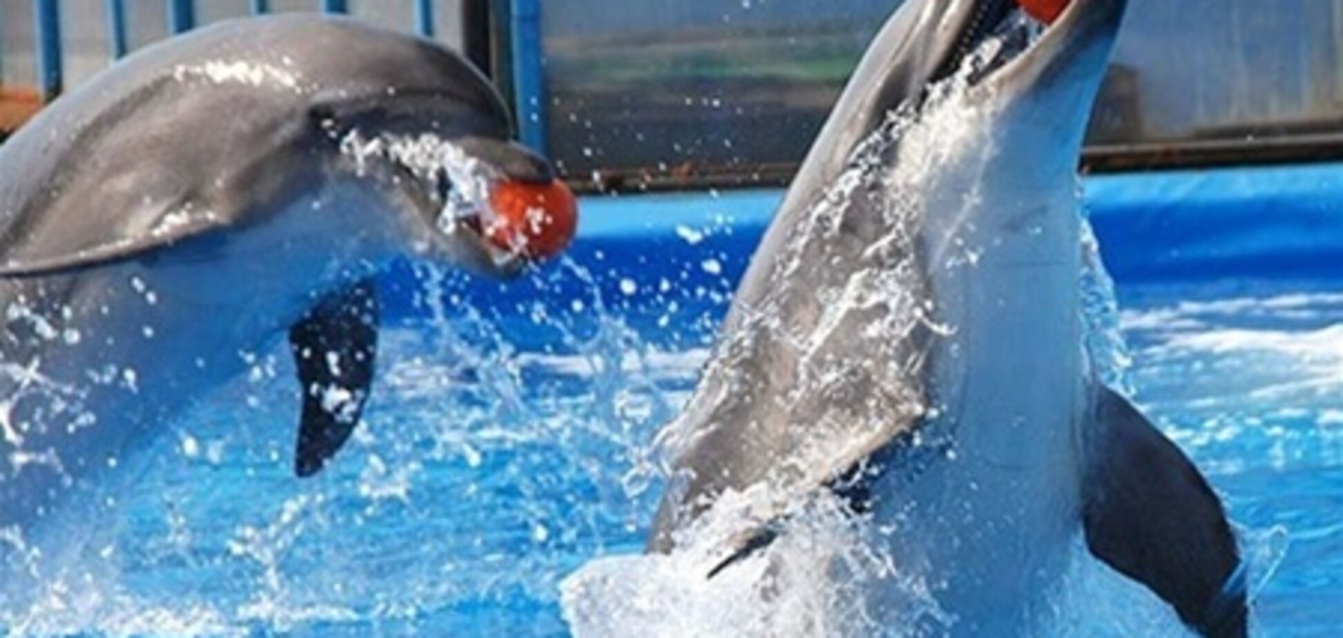 Дельфинарий в Севастополе снова заработал