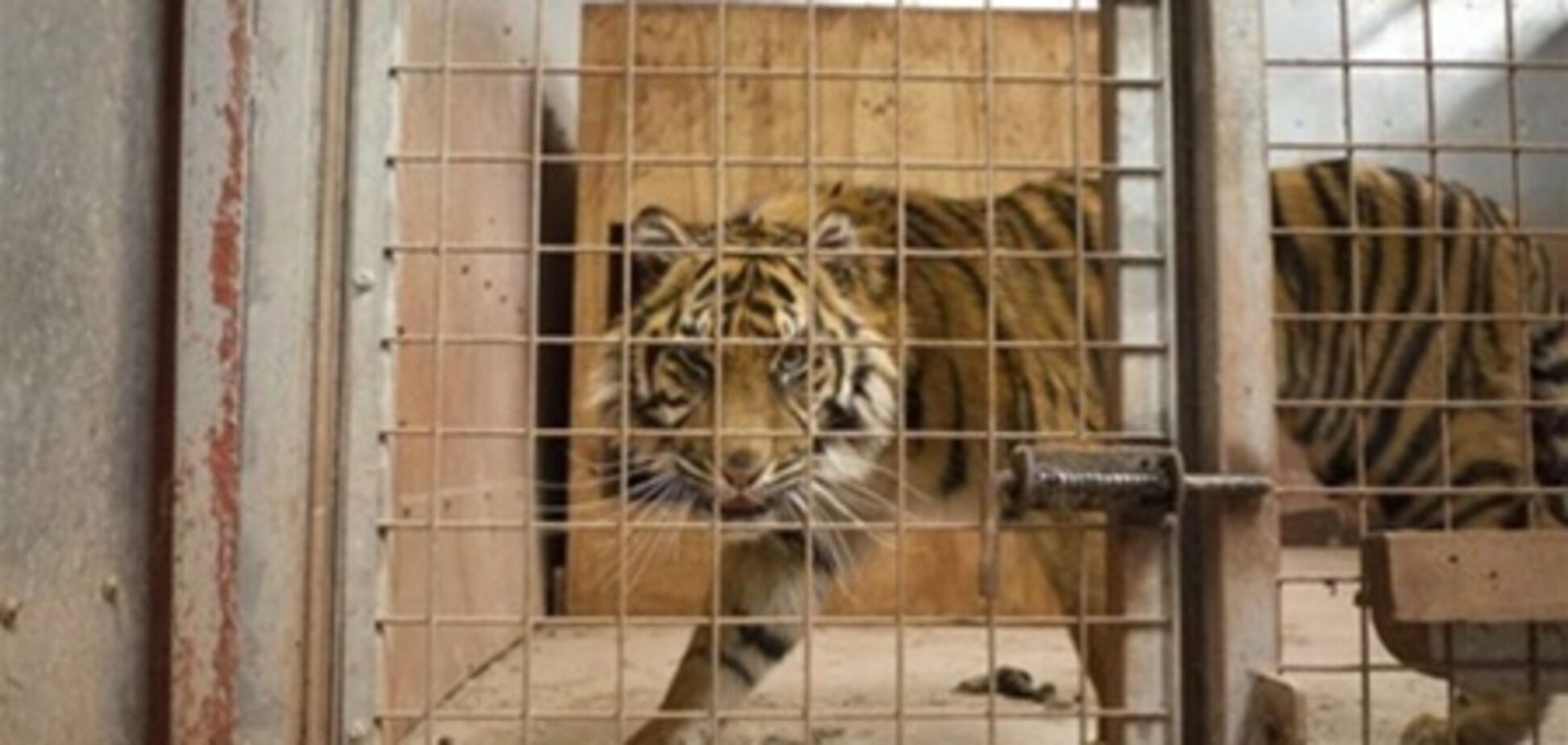 Работницу британского зоопарка растерзал тигр