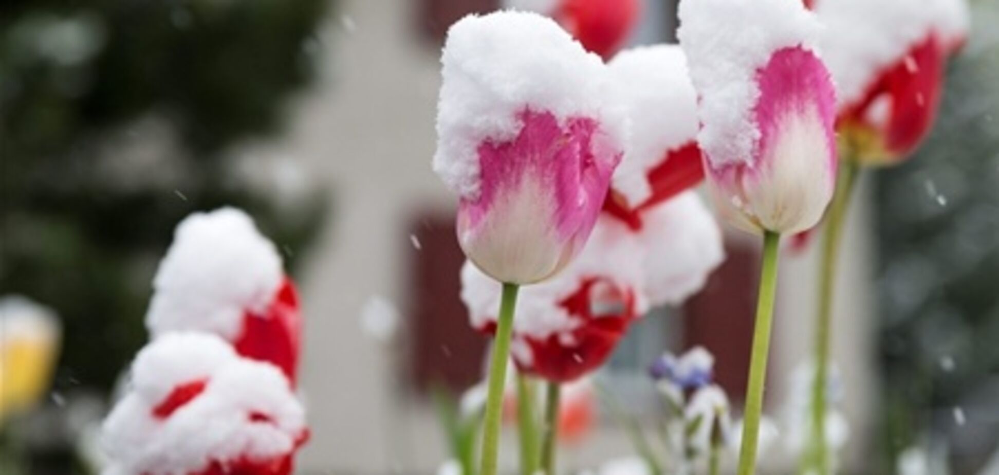 Під кінець весни в Європі випав сніг