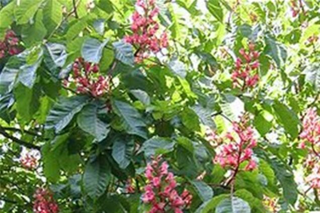 Афера с каштанами: уволен глава районного зеленстроя