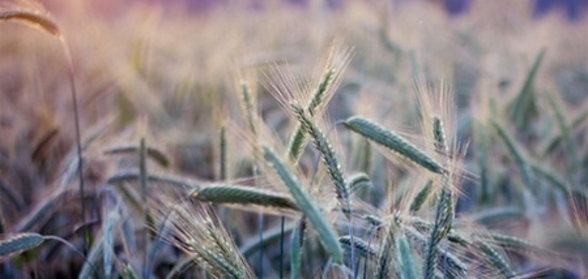Гидрометцентр прогнозирует увеличение урожая озимых в Украине