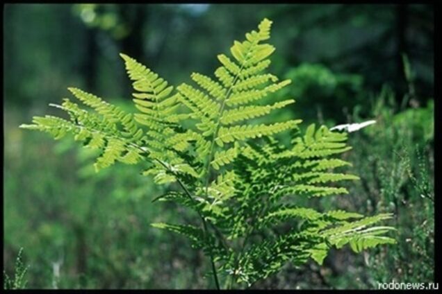 В Приморье пойманы китайцы, перешедшие границу в поисках папоротника