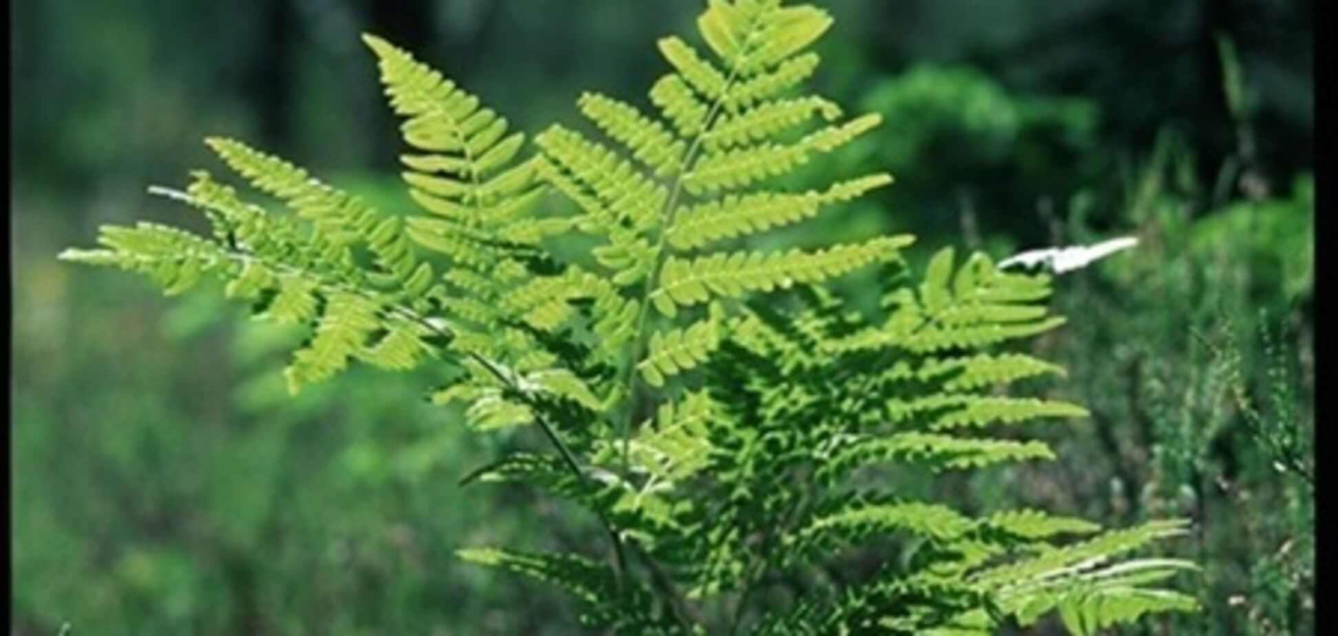 В Приморье пойманы китайцы, перешедшие границу в поисках папоротника