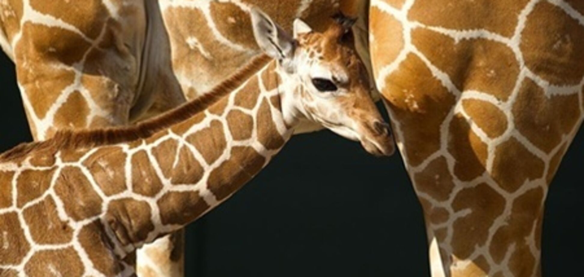 В Україні народився перший жирафенок