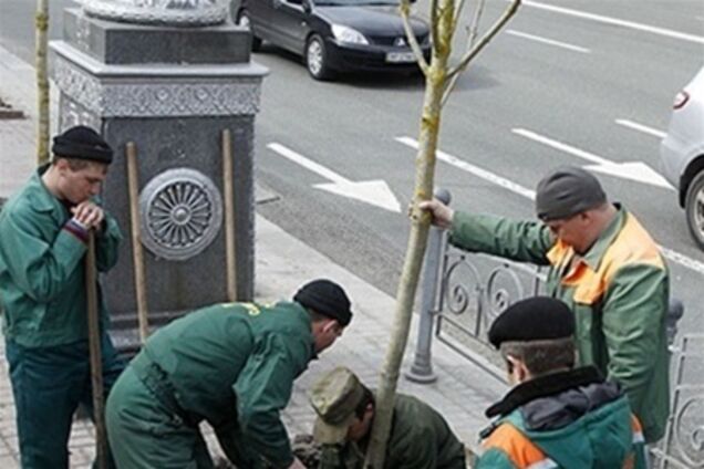 Главу Шевченковской РГА могут уволить из-за каштанов - СМИ