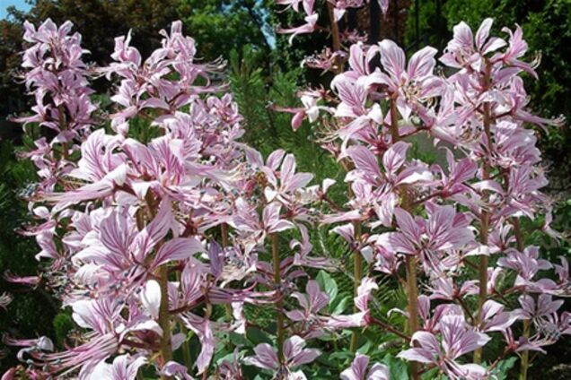 Крым усеян ядовитыми цветами