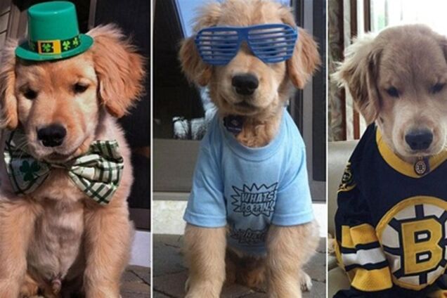 Слепой щенок Рэй Чарльз - новая любимая собака Интернета