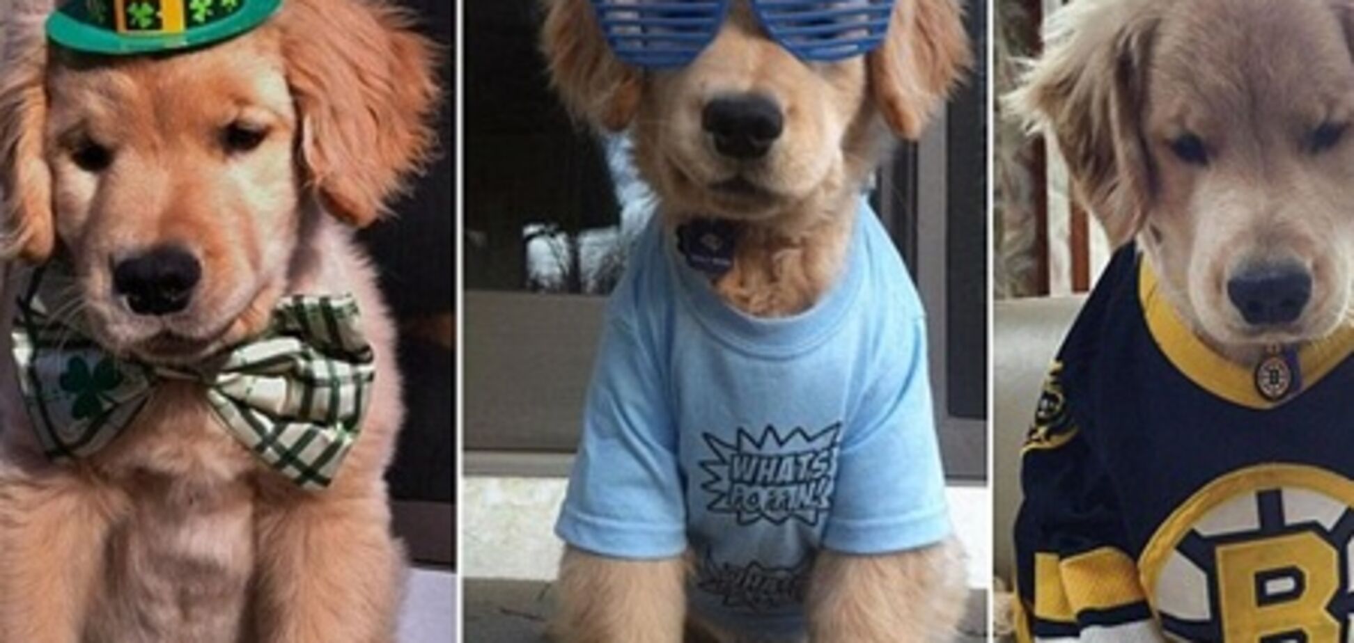 Слепой щенок Рэй Чарльз - новая любимая собака Интернета