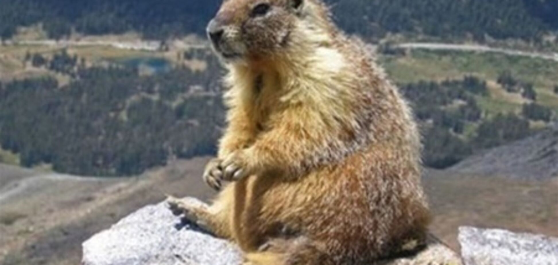 На Камчатке решили отмечать свой День сурка