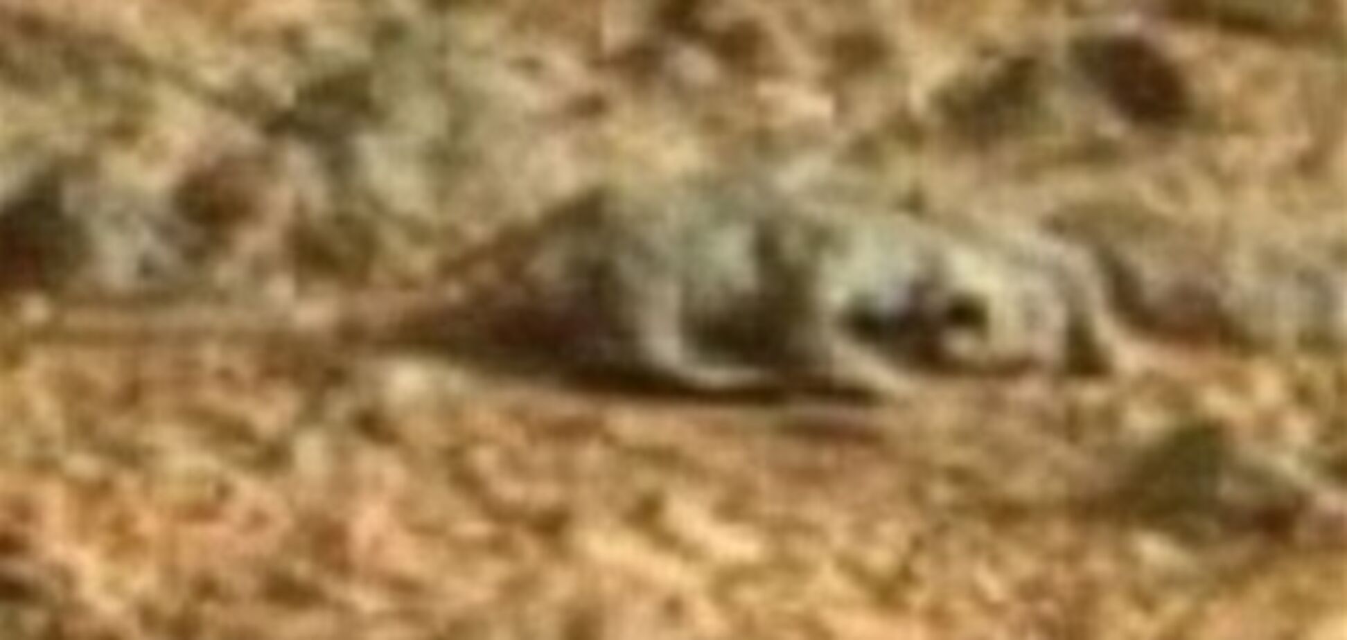 На Марсе заметили ящерицу