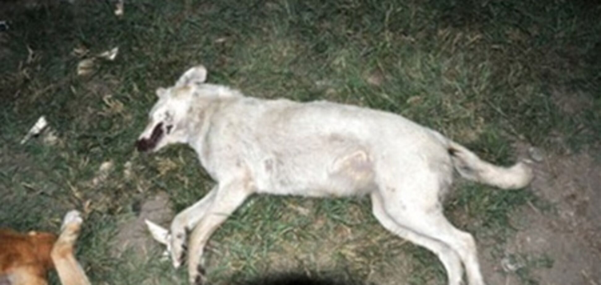 В Адыгее в питомнике застрелили 40 собак