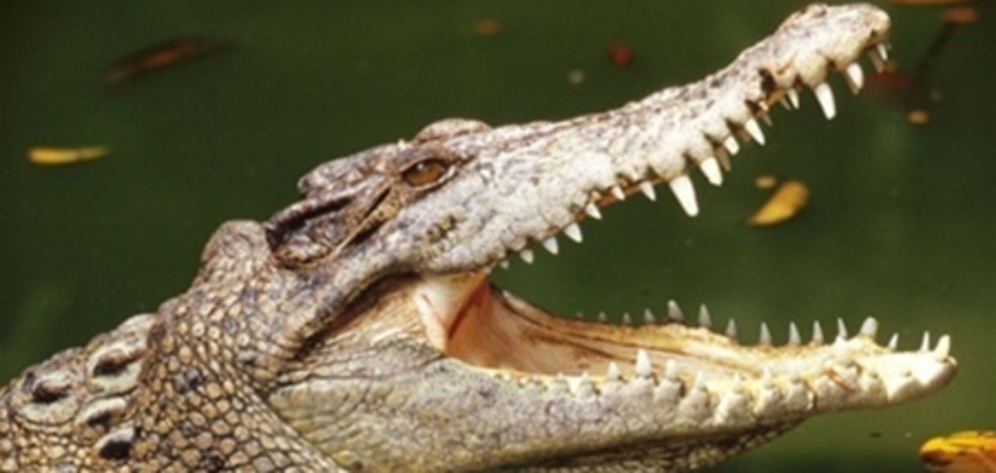 В Індонезії крокодил заживо з'їв чоловіка