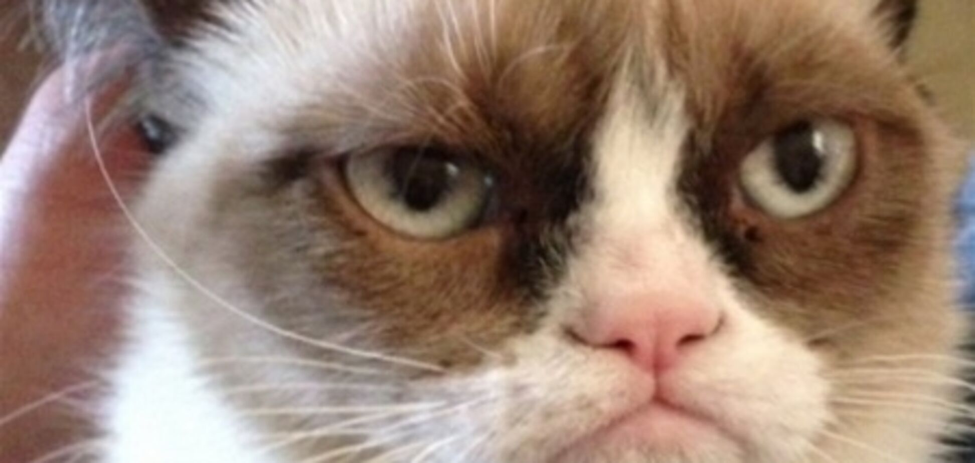 Сердитый кот из интернета станет героем фильма