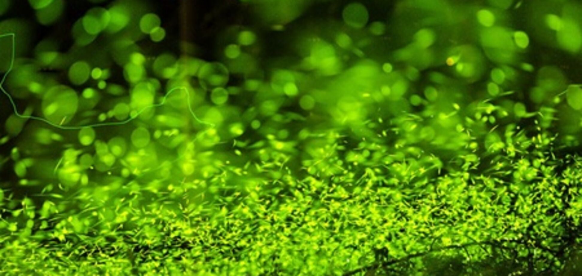 Чарівні ліси світлячків