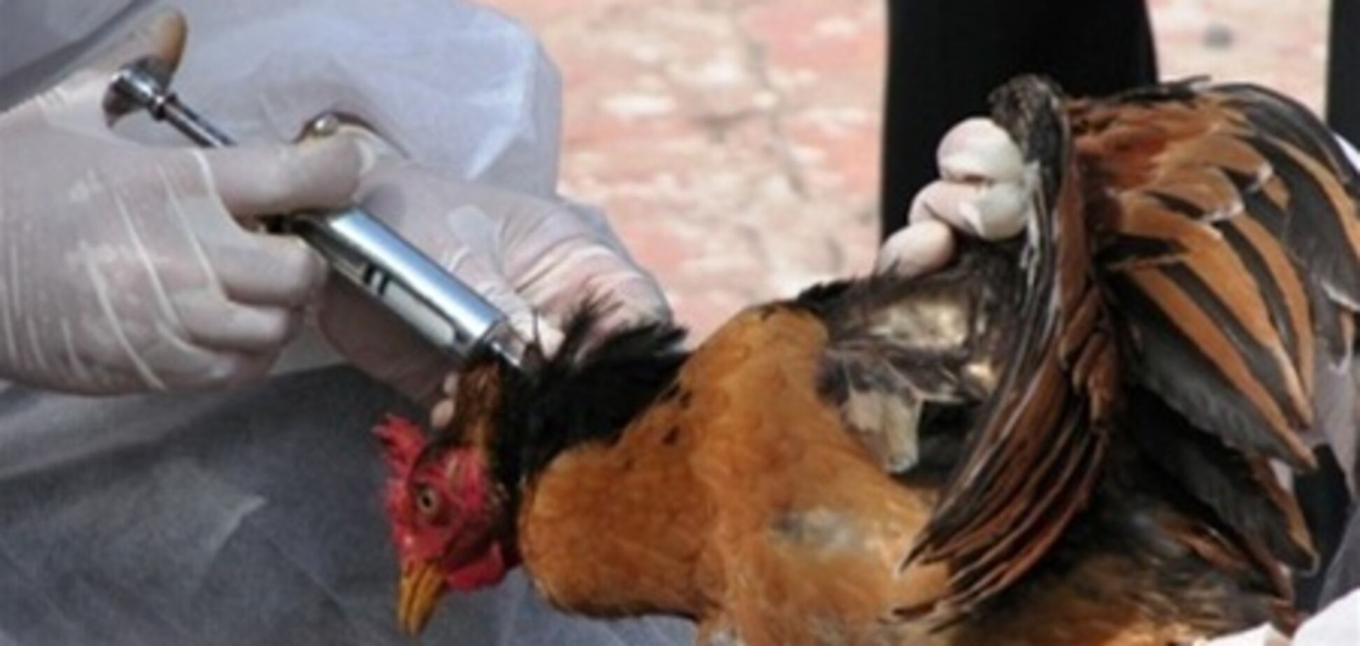 У Китаї пташиним грипом захворіли вже 129 людей