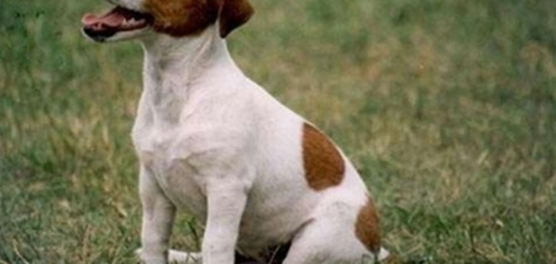 В России щенок спас свою хозяйку от вооруженного вора