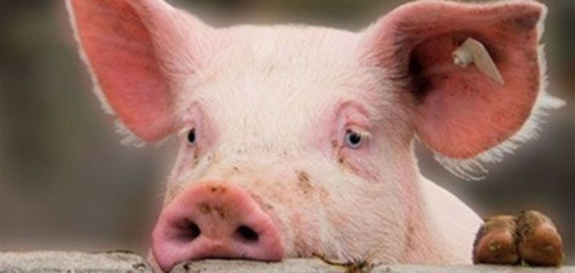 Украина запретила свинину из Беларуси, 07 мая 2013