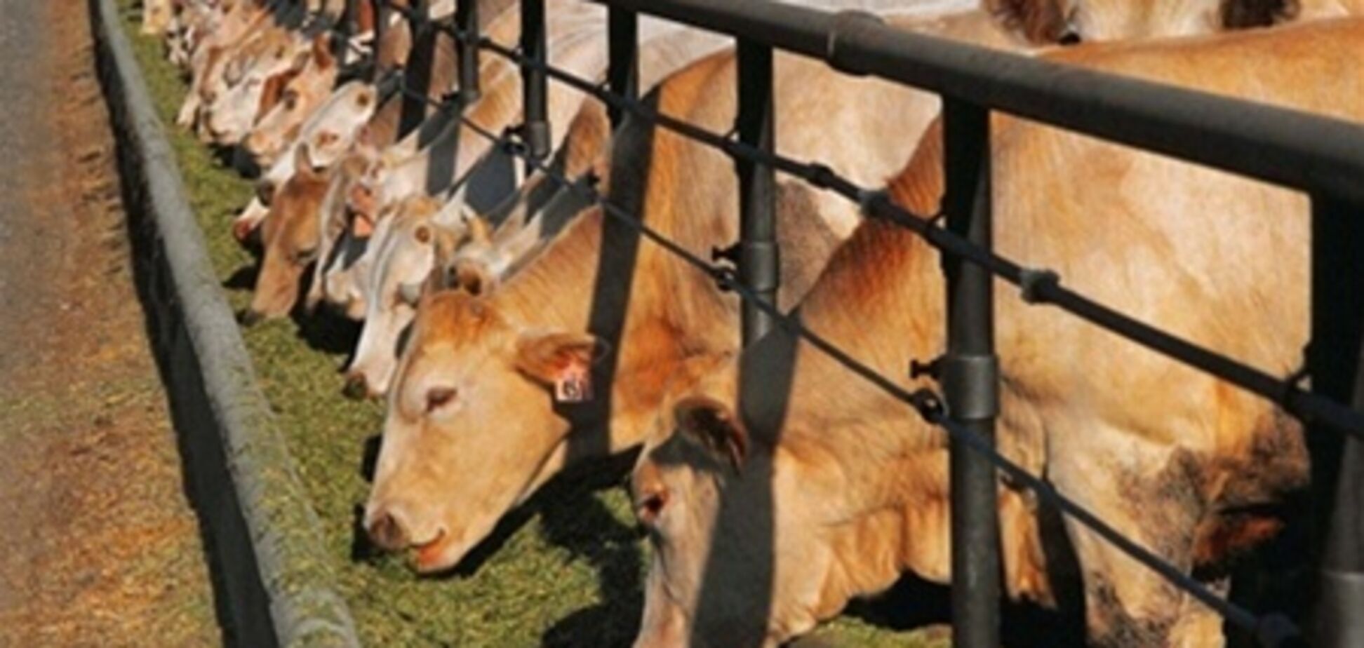 Россия почти сняла запрет на ввоз скота из ЕС
