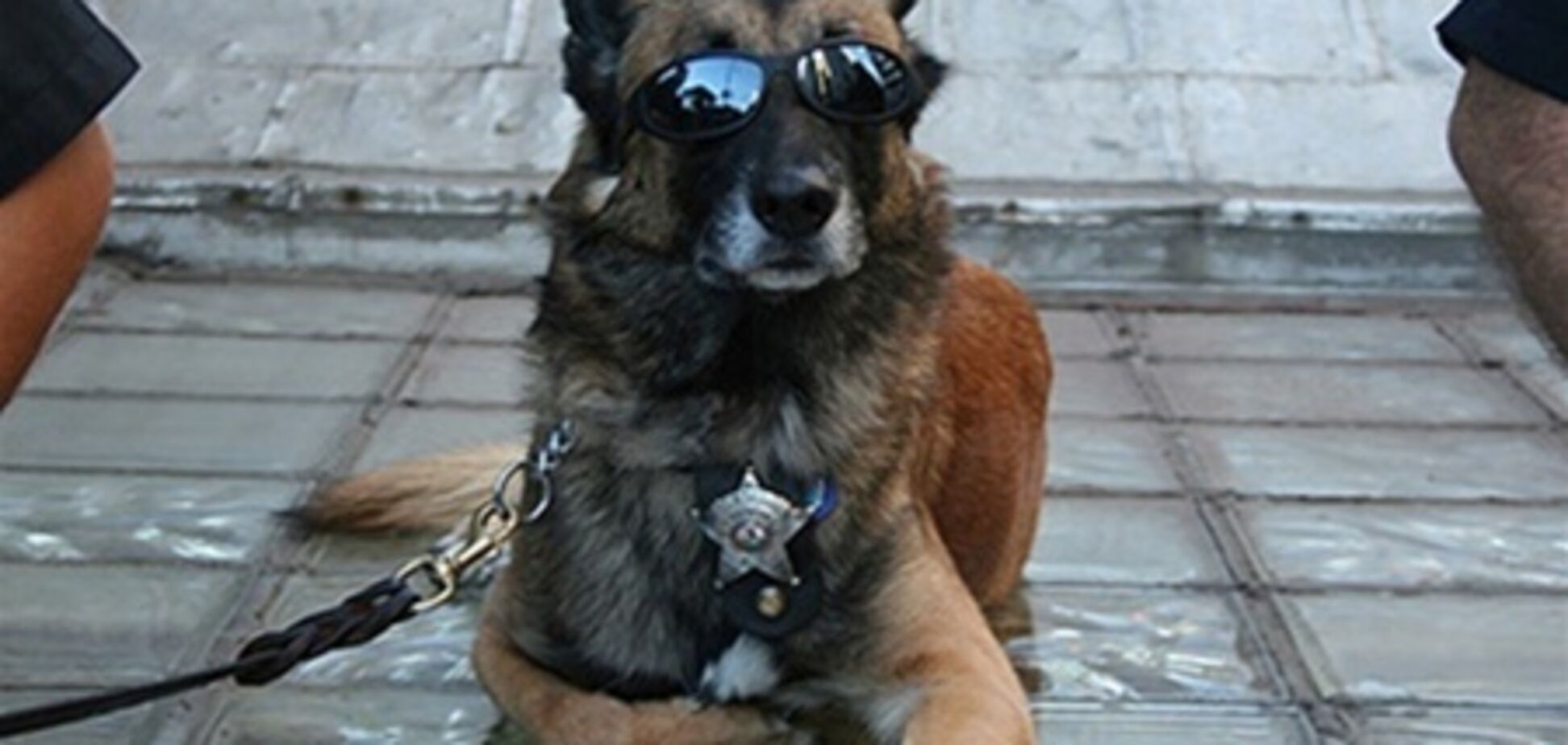 За упіймання кілера в Москві собаку нагородять мішком корми