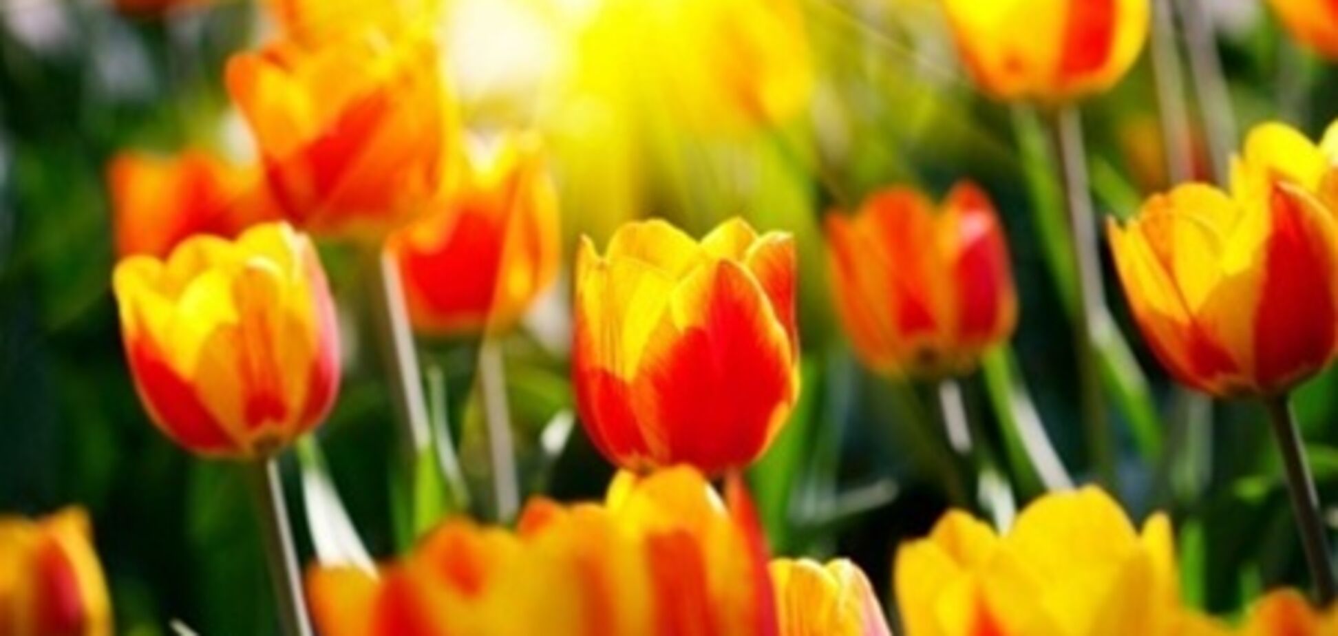 День победы будет солнечным и теплым