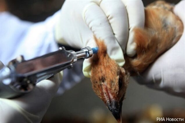 Голландии угрожает птичий грипп