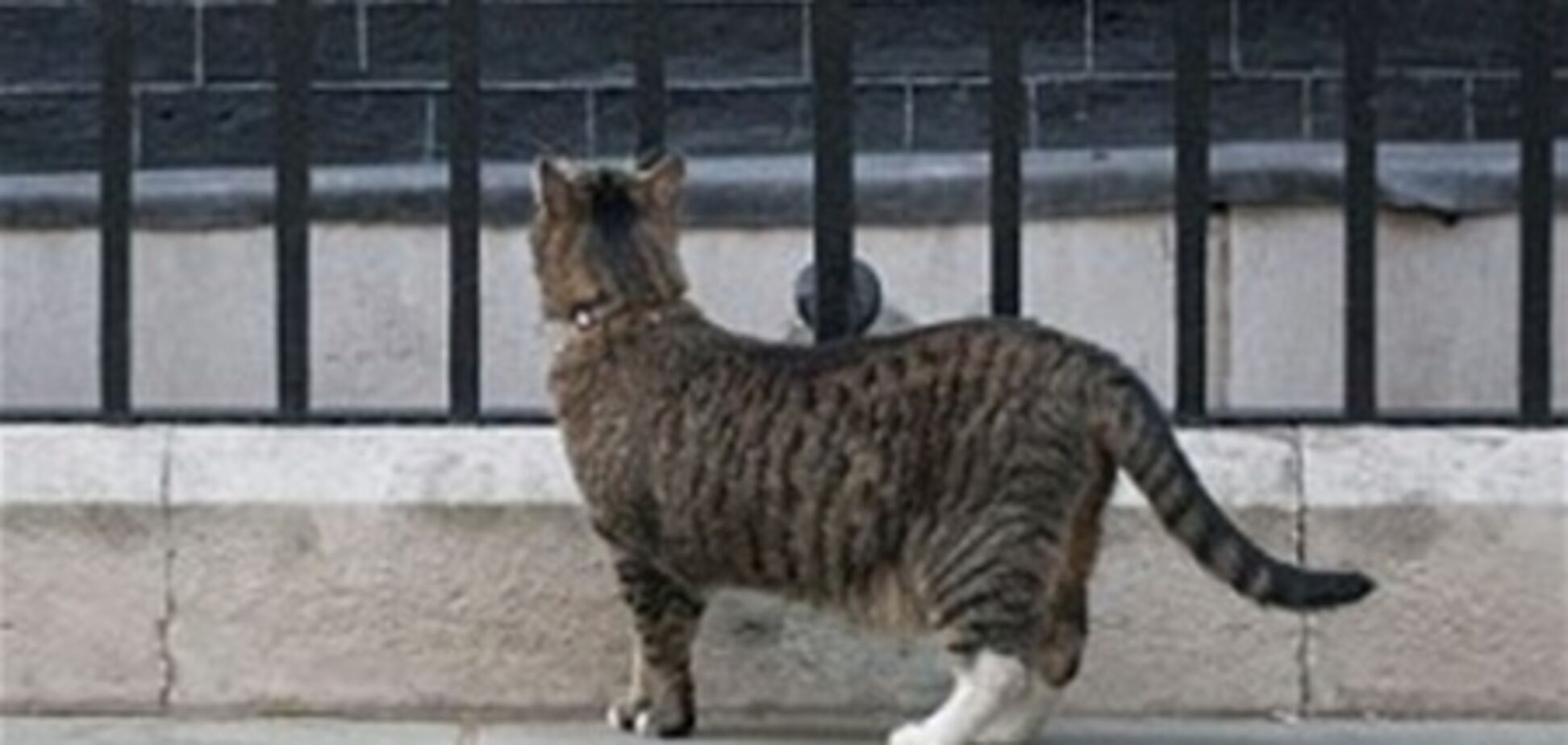 Кішку міністра фінансів Британії запідозрили в шпигунстві