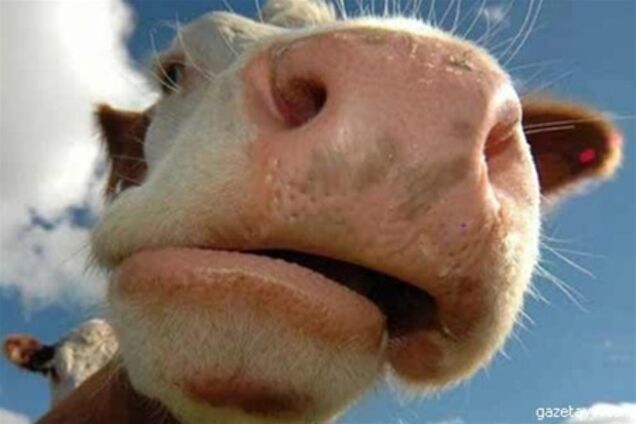 В Азербайджане арестовали корову